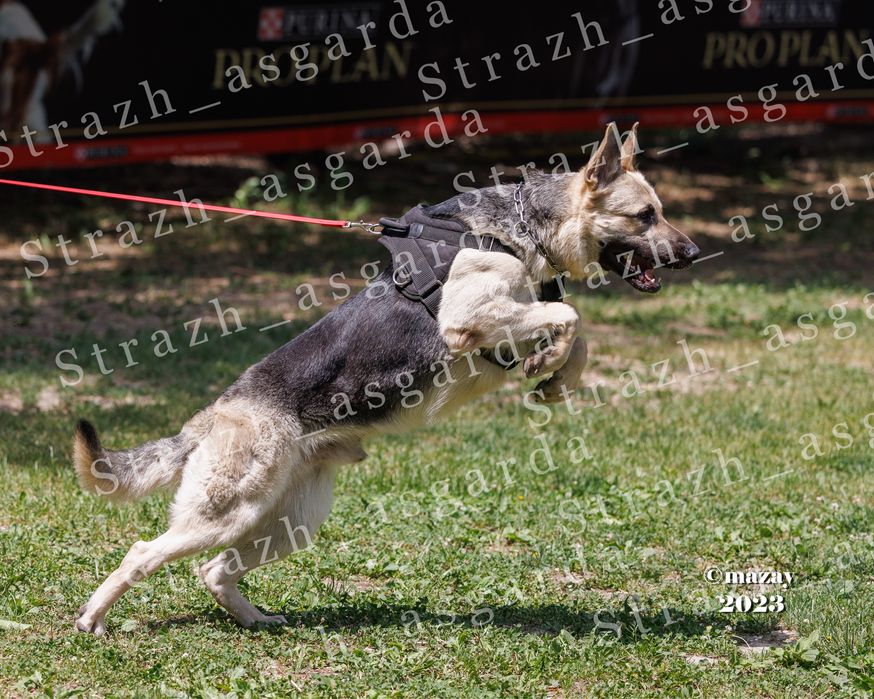 Кобель ВЕО вязка