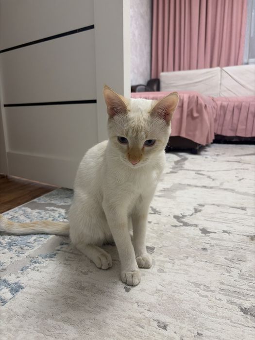 Кошка. Котенок.