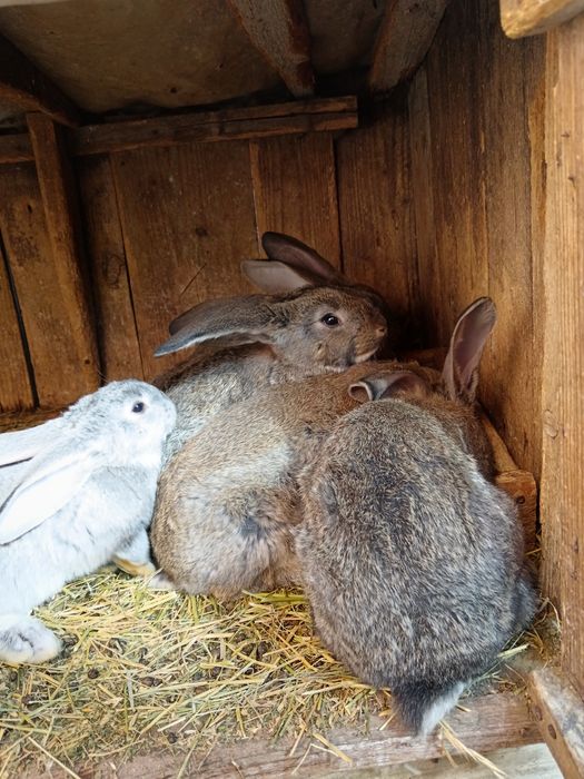 Vând iepuri de rasă Uriaș German