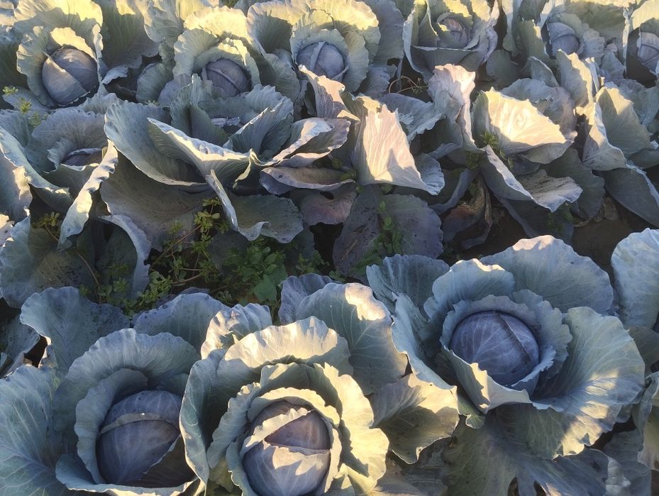 Продавам ЧЕРВЕНО ЗЕЛЕ на Едро.