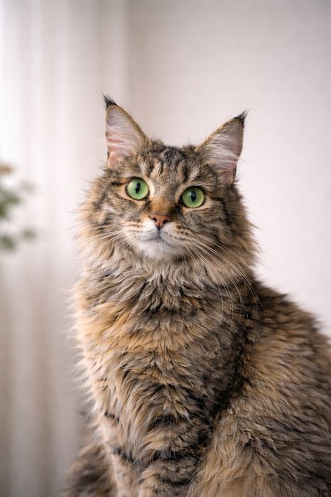 РЫСЯ ищет семью. Стерилизовано. 10 месяцев