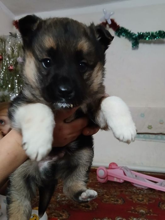 Отдам в хорошие руки