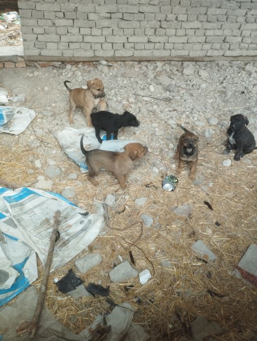 Itlar sotilad Narxini kelishamz