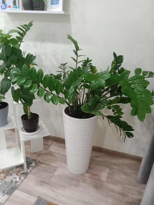 Продам цветок замиокулькас