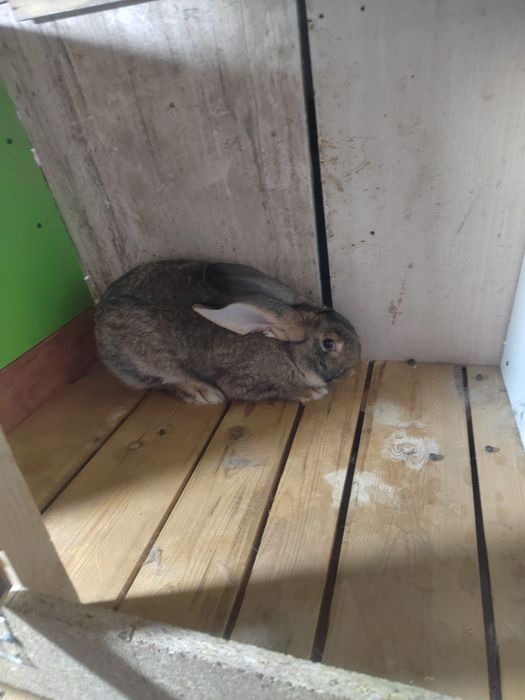 Самес сотилади соглом