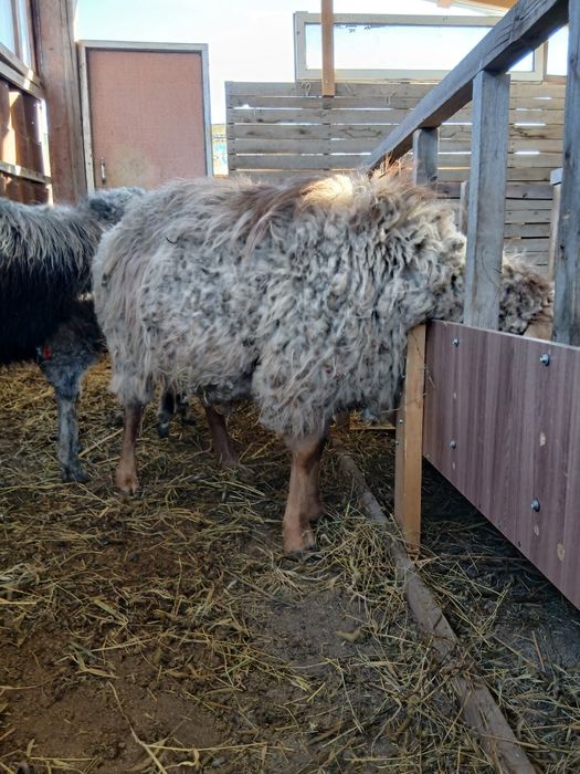 Продам кошкаров.