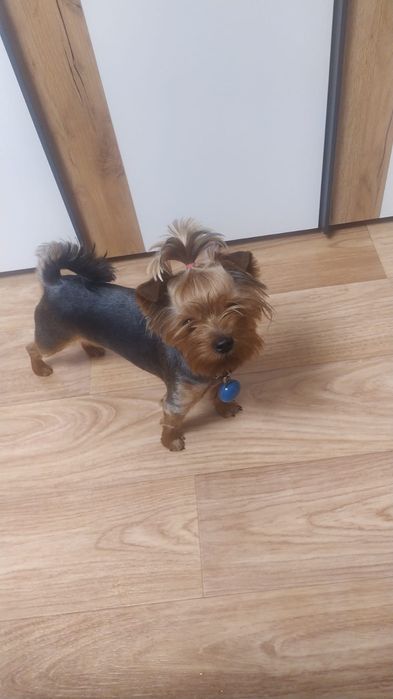 Вязка Йорк мини..