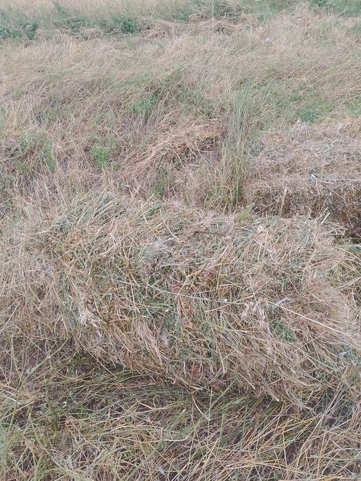 Бірші Кос жонаршқа сатылады бағасы 600с польладаң