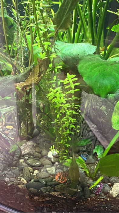 Продам аквариуных рыбок и растания