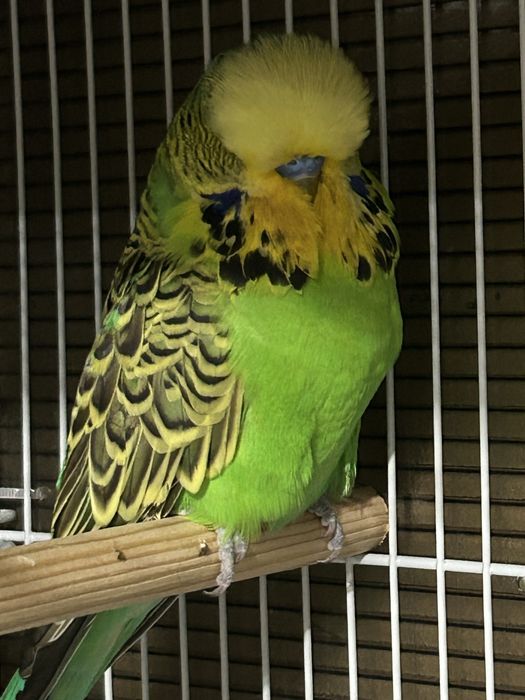 Papagali perusi standard pui si maturi