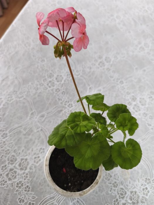 Продается герань домашняя