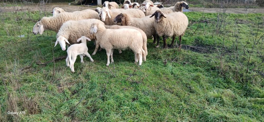 Свободни овце и кочове