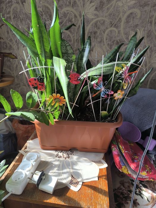 Продам комнатные растения.