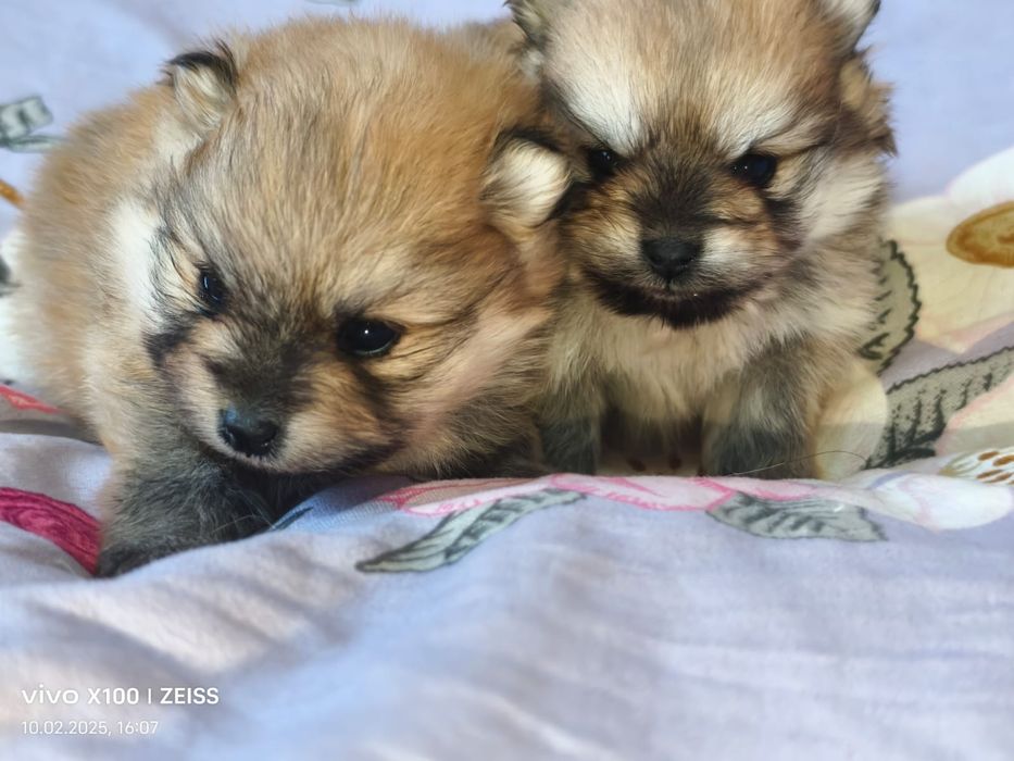 Очаровательные щенки шпица.