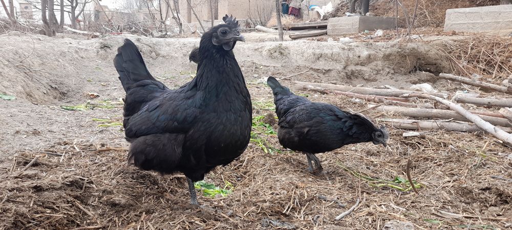 Aym cemani tuxumlari sotiladi 10 mingdan