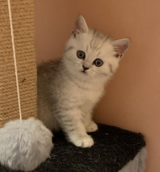 British chinchila silver