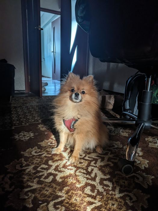 Шпиц ищет невесту, вязка.