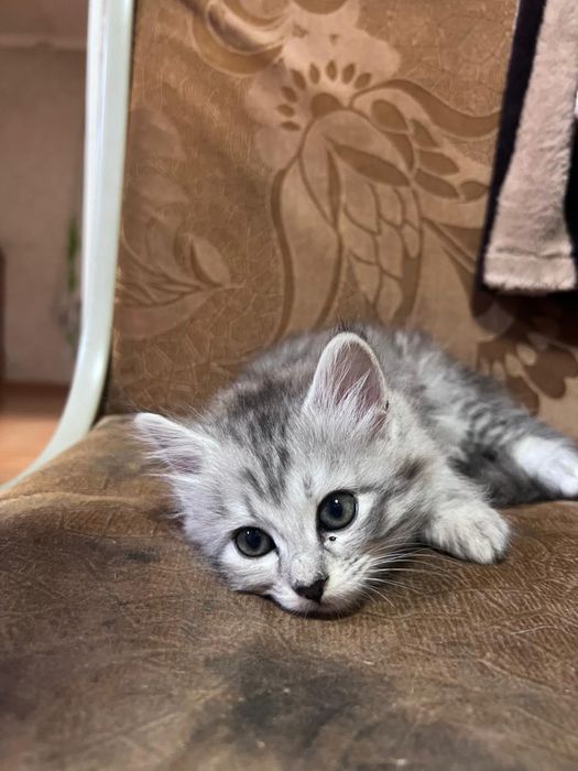 Отдам котенка в ответственные руки