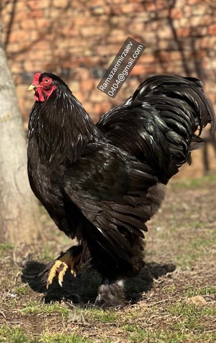 Яйцо чёрной брамы