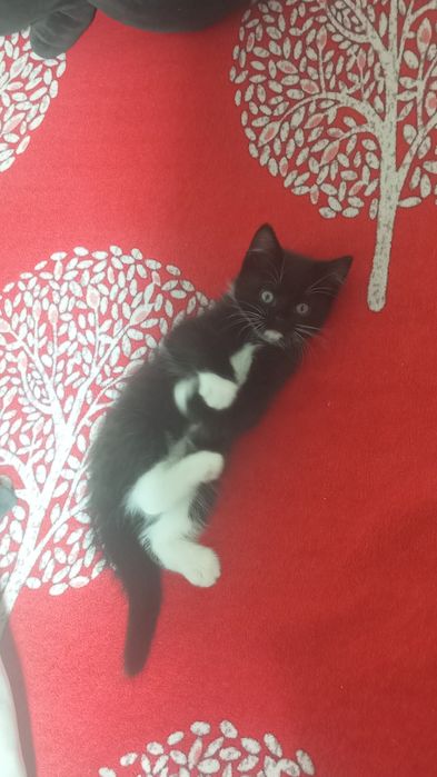 Отдаю котёнка в добрые руки