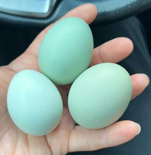 Ouă verzi – rasă Araucana și Ameraucana, 5 lei bucata