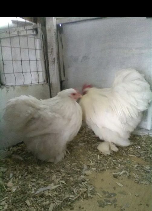 Gaini Wyandotte/Paduane/Cochinchina/Iepuri/Rațe