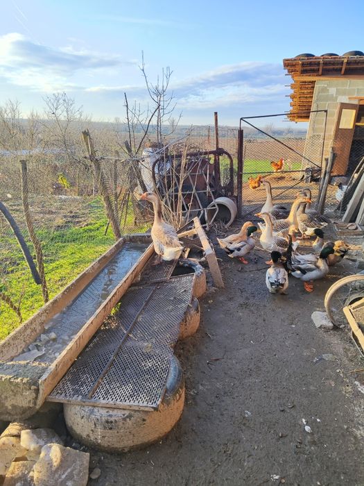 Гъски, патици и мини кохин