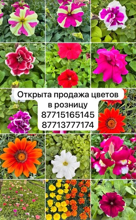 Продам рассаду цветов петунии