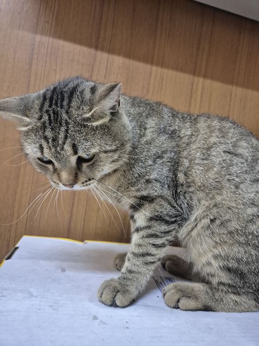 Отдам котика бесплатно