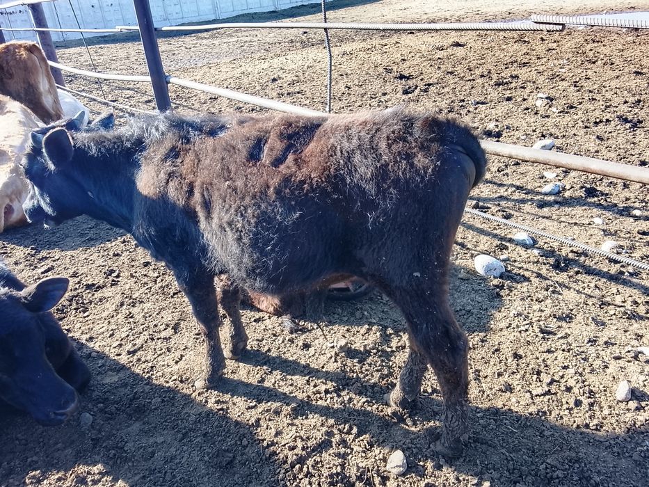 Продам телят 8 месяц