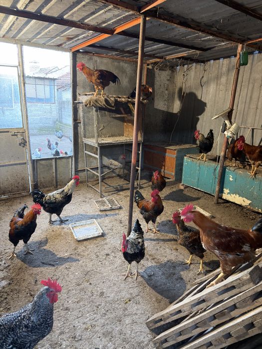 Петли супер харко 6 месеца