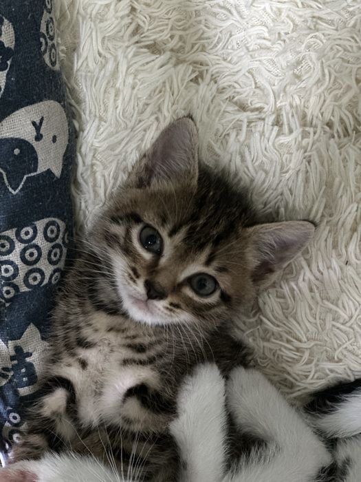 Отдам котят, возраст 1,5 мес