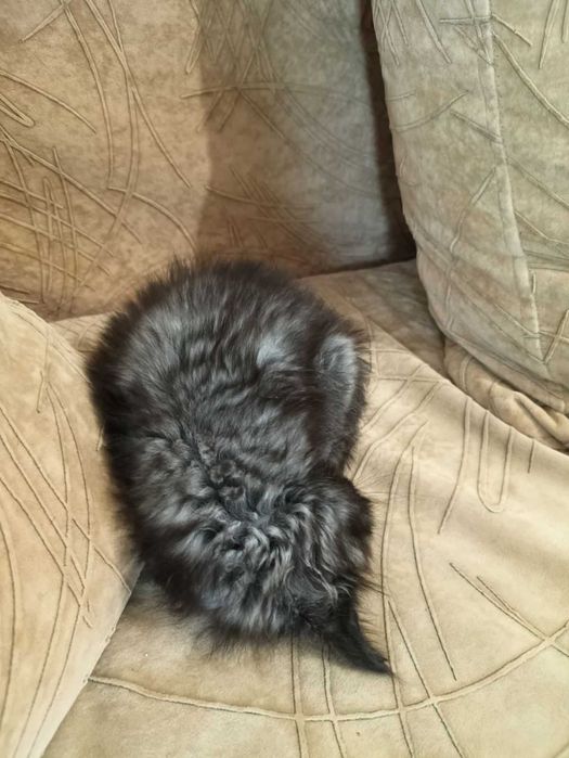 Мейн куун котенца