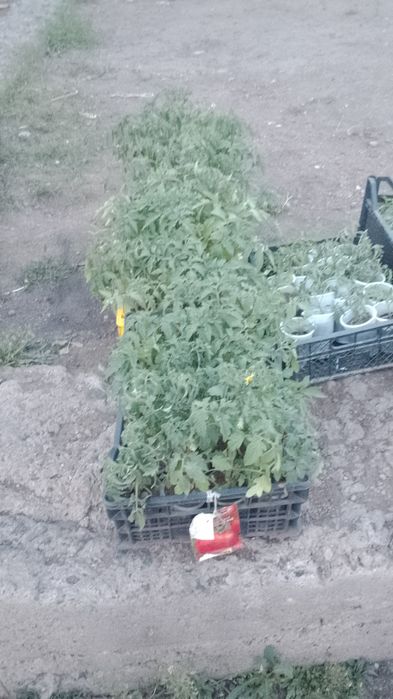 Продам рассаду  недорого