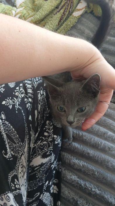 Отдам дымчатого котенка