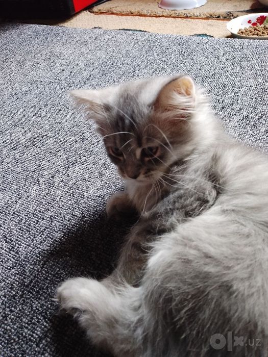 Котёнок на продажу