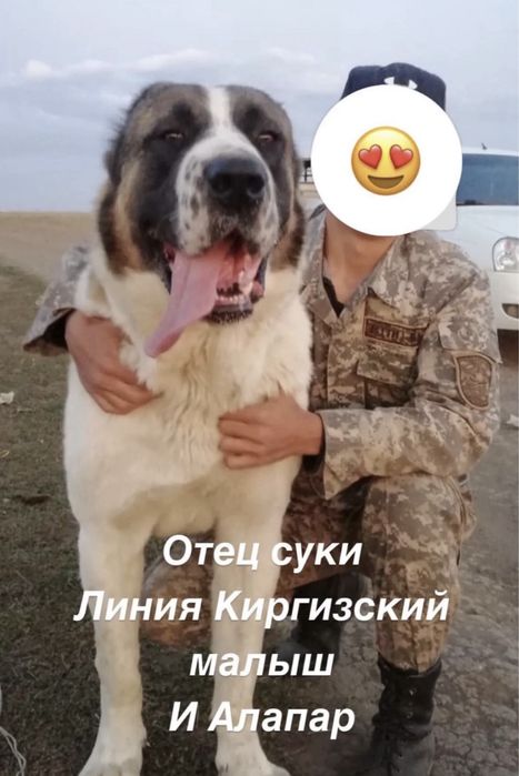 Продам щенков Алабая тяж
