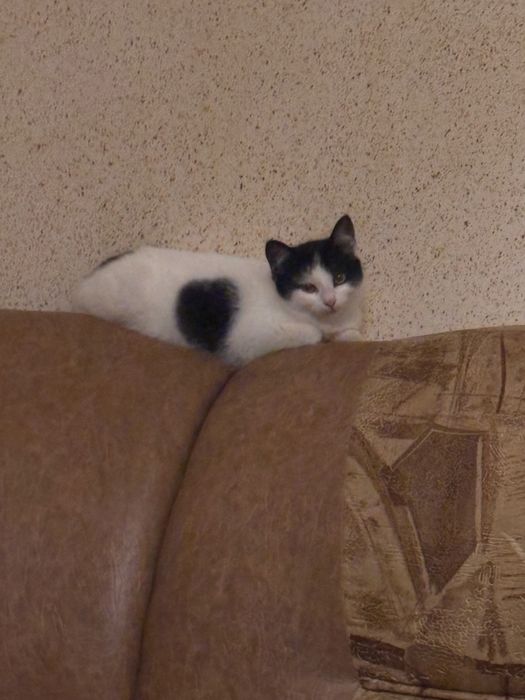 Dau 2 pisicute spre adoptie, din pacate nu mai am unde sa le țin