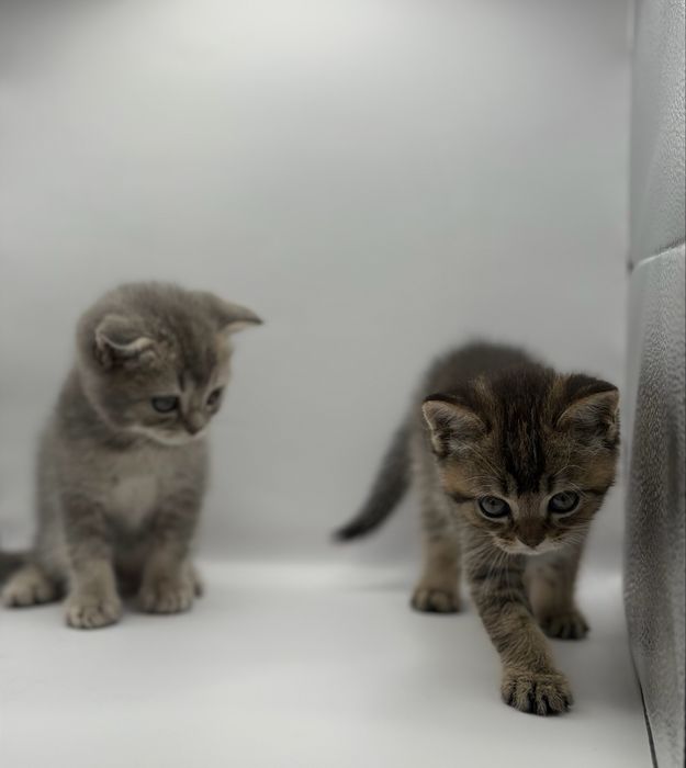 Скоттиш фолд ва Скоттиш страйт Мушуклари СОТИЛАДИ!!!