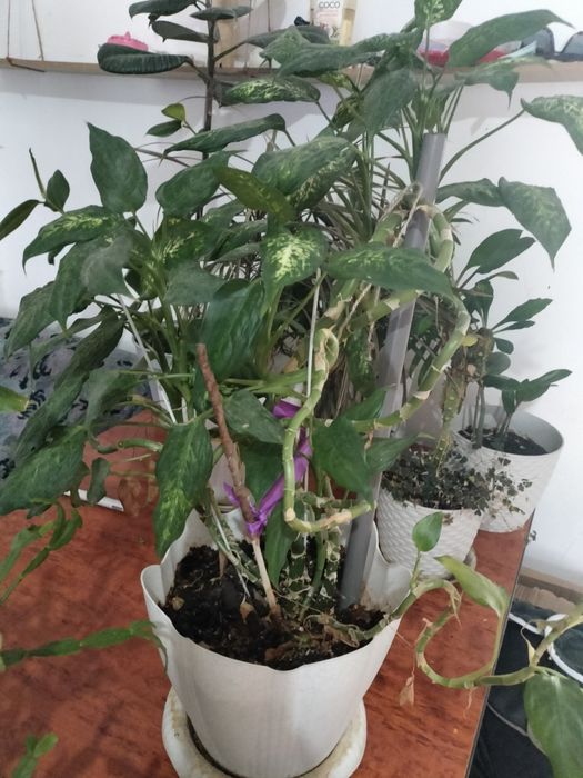 Срочно продам комнатные цветы