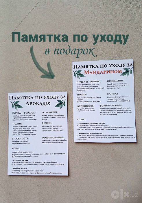 Экзотические растения в горшках: саженцы авокадо, лимон, мандарин