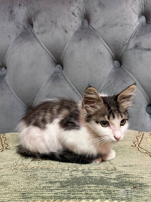 Отдам в добрые руки котенок девочка