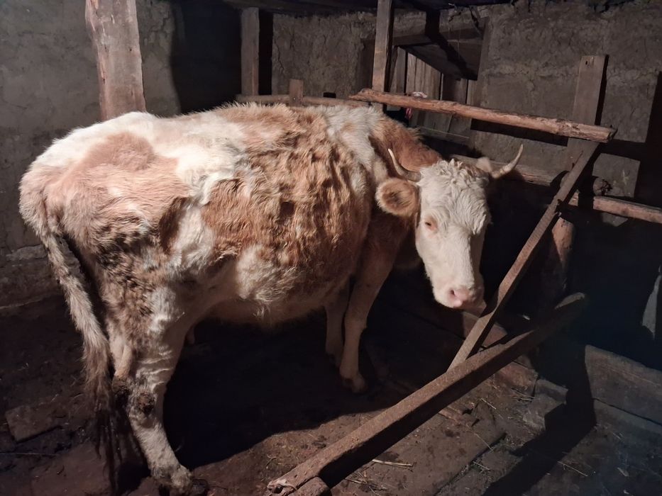 Корова стельная срочно