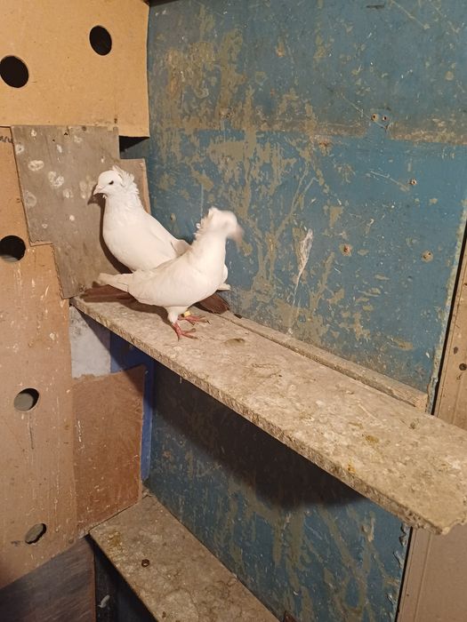 Голуби бакинские