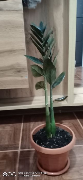 Продам Замиакулькас