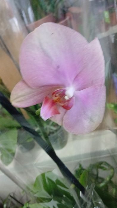 Орхидея качество Голландия