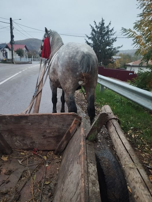 Armăsar de vânzare are 6 ani