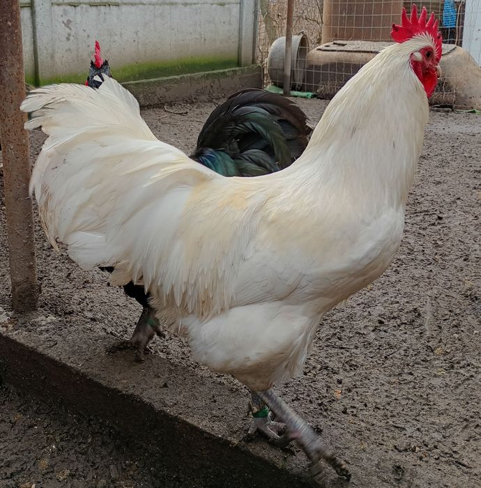 Cocoși Australorp