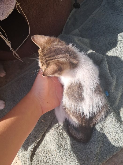 Patru pisicuțe care își caută o casă