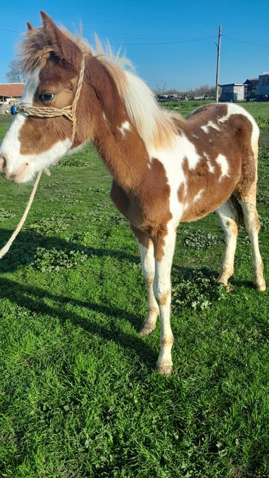 Продавам 2 кончета